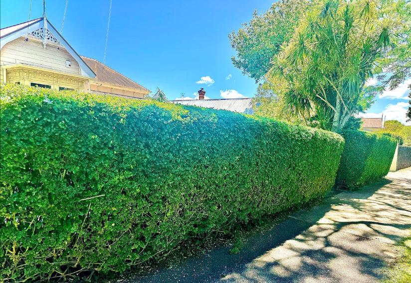 Detailed hedge trimming and cleanup in Papakura