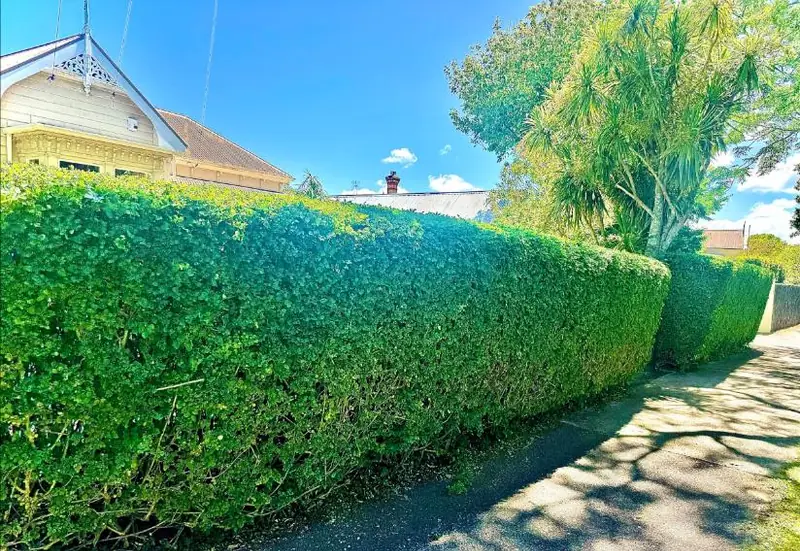 Detailed hedge trimming and cleanup in Papakura