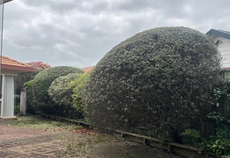 Hedge trimming and shaping project in Papakura