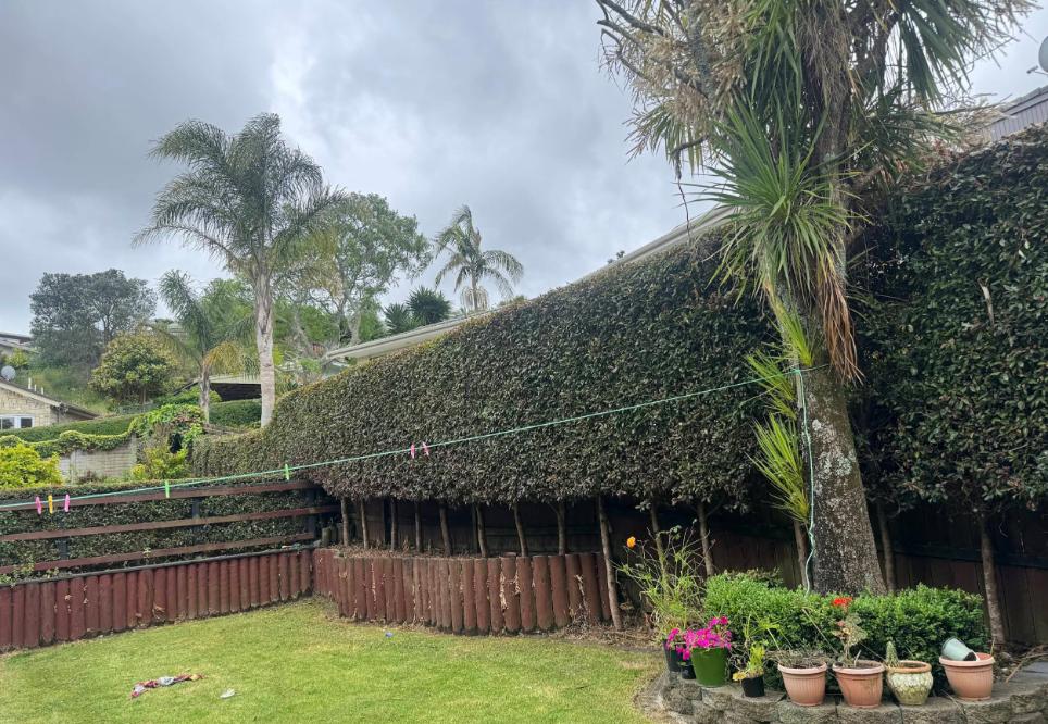 Expert hedge maintenance and shaping in Papakura
