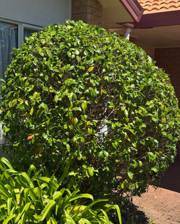 Careful shrub pruning and shaping in Papakura